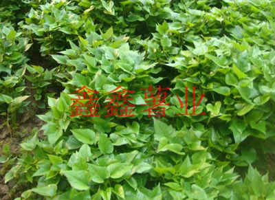 選擇信陽鑫鑫薯業(yè)，我們放心